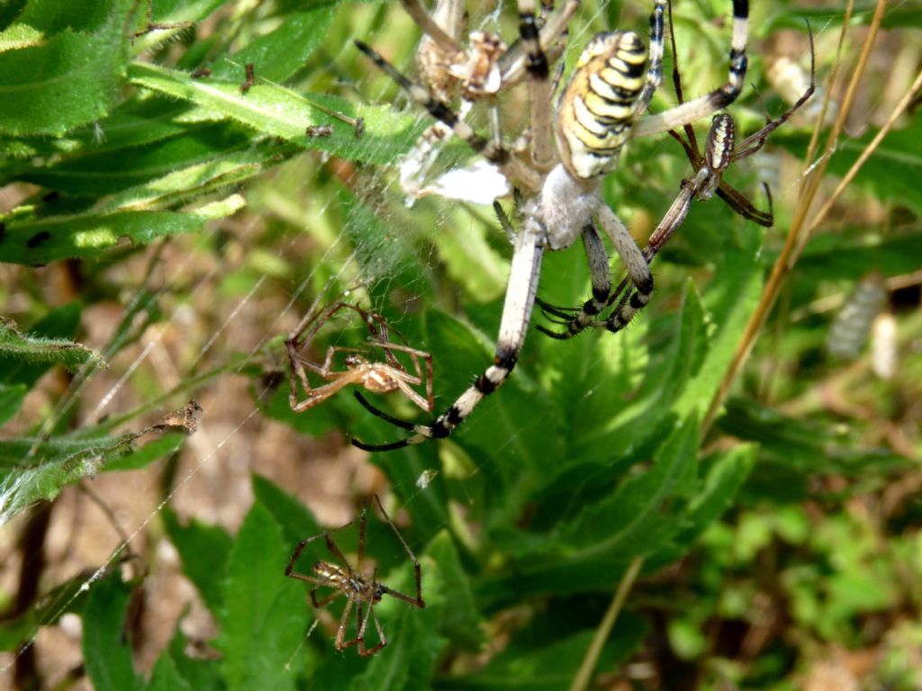 Argiope bruennichi (femmina, exuvia e maschio cannibalizzato) - Robilante (CN)